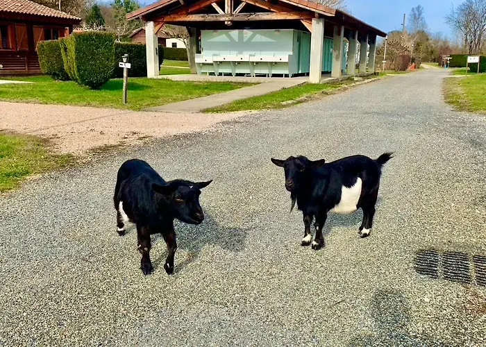 Кемпинг Familial Paisible Avec Piscine, Mobil , Chalet, & Emplacement Nue Casties-Labrande