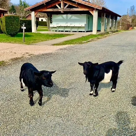 Kemping Familial Paisible Avec Piscine, Mobil , Chalet, & Emplacement Nue Casties-Labrande